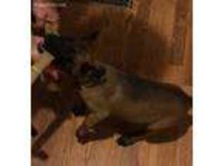 Belgian Malinois Puppy for sale in Exeter, CA, USA