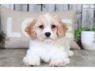 Cavachon Puppy for sale in Columbus, OH, USA