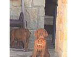 American Bull Dogue De Bordeaux Puppy for sale in Floresville, TX, USA