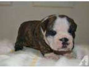 Bulldog Puppy for sale in EL MIRAGE, AZ, USA