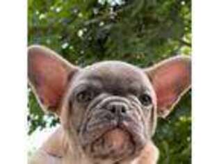 French Bulldog Puppy for sale in Brighton, MI, USA