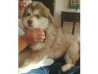 Alaskan Malamute Puppy for sale in Hooper, UT, USA
