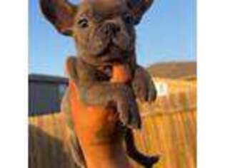 French Bulldog Puppy for sale in Humble, TX, USA