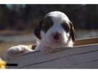 English Springer Spaniel Puppy for sale in Campobello, SC, USA