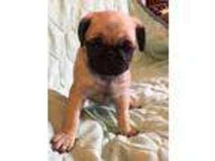 Pug Puppy for sale in Worthington, WV, USA
