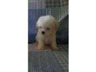 Maltese Puppy for sale in Ossian, IN, USA