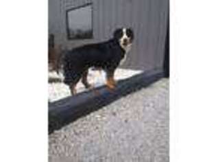 Bernese Mountain Dog Puppy for sale in Pembroke, KY, USA