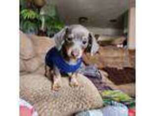 Dachshund Puppy for sale in Hesperia, CA, USA