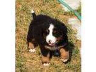 Bernese Mountain Dog Puppy for sale in Lavina, MT, USA