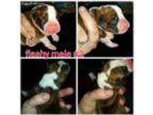 Boxer Puppy for sale in Quincy, MI, USA