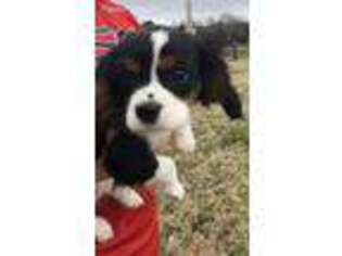 Cavalier King Charles Spaniel Puppy for sale in Alpena, AR, USA