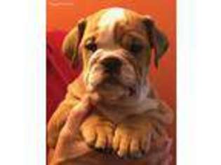 Bulldog Puppy for sale in Westerville, OH, USA