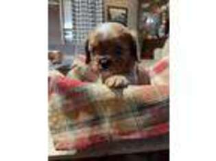 Cavalier King Charles Spaniel Puppy for sale in Bedford, PA, USA