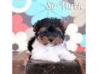 Biewer Terrier Puppy for sale in Dolores, CO, USA