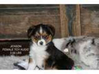 Mutt Puppy for sale in Lind, WA, USA