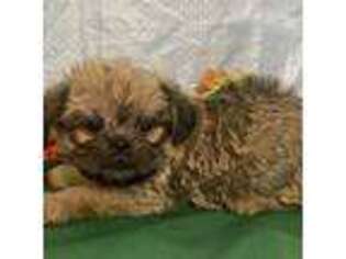 Brussels Griffon Puppy for sale in Huntington, NY, USA