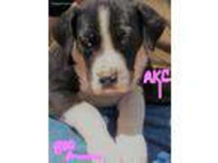 Great Dane Puppy for sale in Cedar Bluff, AL, USA