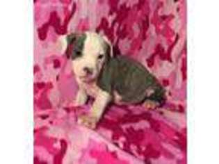 American Staffordshire Terrier Puppy for sale in Chewelah, WA, USA