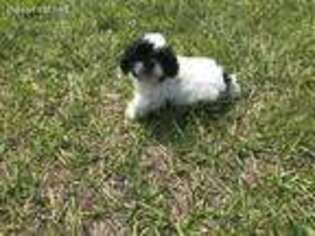 Shorkie Tzu Puppy for sale in Plant City, FL, USA