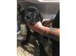 Cane Corso Puppy for sale in Fort Washington, MD, USA