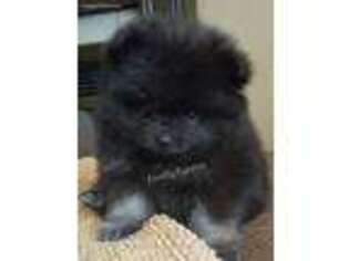 Pomeranian Puppy for sale in Dale, IN, USA