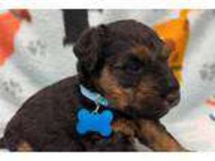 Welsh Terrier Puppy for sale in Springfield, MO, USA