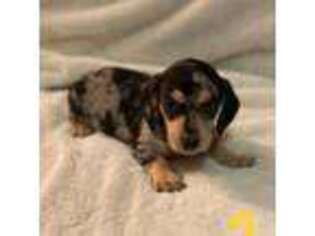 Dachshund Puppy for sale in Bellmawr, NJ, USA