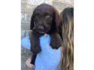 Labradoodle Puppy for sale in Mapleton, UT, USA