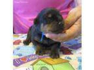 Rottweiler Puppy for sale in Hardinsburg, KY, USA