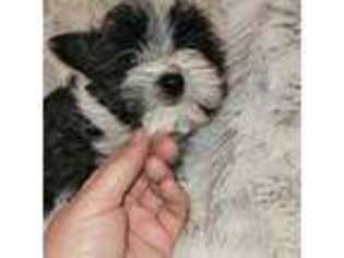 Yorkshire Terrier Puppy for sale in Harrison, AR, USA