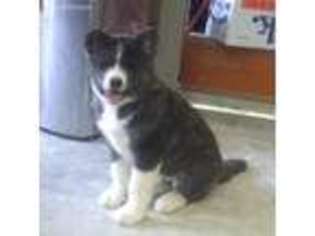 Akita Puppy for sale in Smithfield, UT, USA