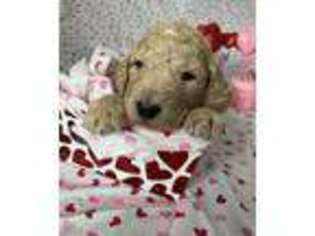 Mutt Puppy for sale in Mankato, MN, USA