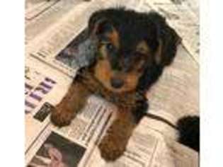 Mutt Puppy for sale in Norton, MA, USA