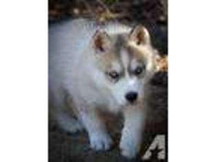 Siberian Husky Puppy for sale in EL DORADO, AR, USA
