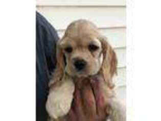 Cocker Spaniel Puppy for sale in Warfield, VA, USA