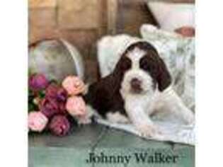 Medium Photo #1 English Springer Spaniel Puppy For Sale in Lyons, GA, USA