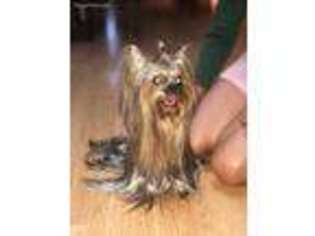 Yorkshire Terrier Puppy for sale in Mission, TX, USA