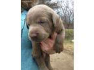 Labrador Retriever Puppy for sale in Bristol, WI, USA