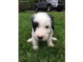 Old English Sheepdog Puppy for sale in Roland, AR, USA