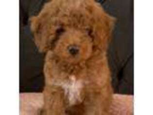 Mutt Puppy for sale in Downey, CA, USA