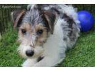Mutt Puppy for sale in Sun Valley, CA, USA