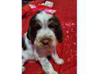 English Springer Spaniel Puppy for sale in Salina, PA, USA