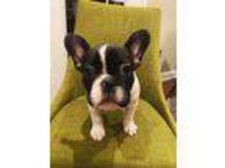 French Bulldog Puppy for sale in Brazil, IN, USA