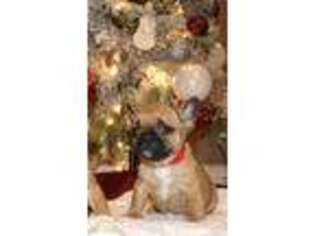 French Bulldog Puppy for sale in Buda, TX, USA