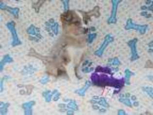 Miniature Australian Shepherd Puppy for sale in North Collins, NY, USA