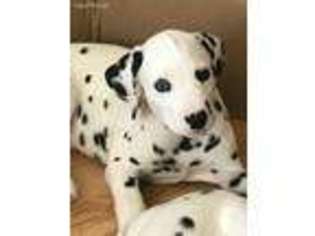 Dalmatian Puppy for sale in Glen Burnie, MD, USA