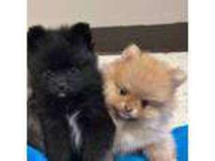 Pomeranian Puppy for sale in Bullhead City, AZ, USA