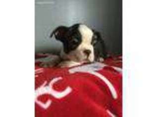 Boston Terrier Puppy for sale in Hagerstown, MD, USA