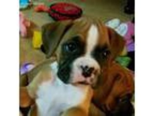 Boxer Puppy for sale in Mc Connellsburg, PA, USA