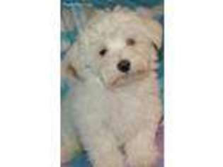 Havanese Puppy for sale in Fairfax, VA, USA